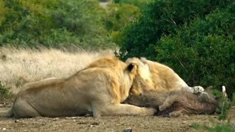 TRANQULLISING A FULLY GROWN LION