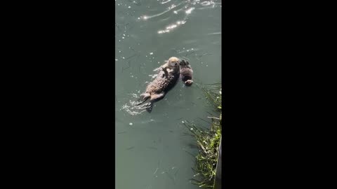 Rescued female otter. Continued.