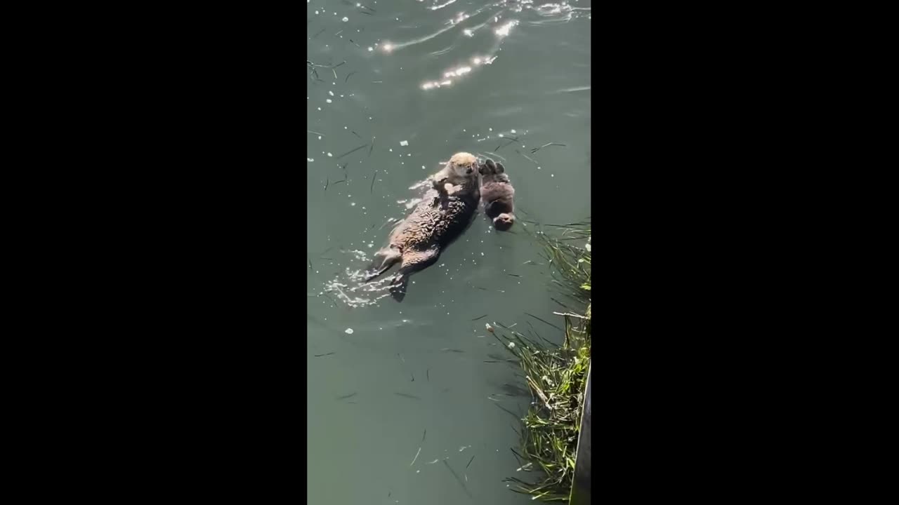 Rescued female otter. Continued.