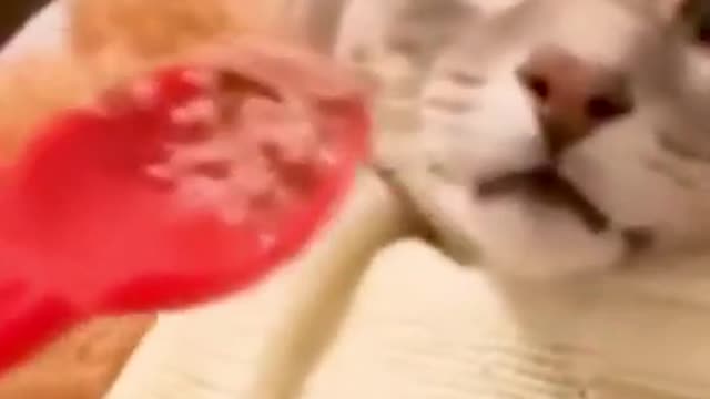 Cat Wakes Up By Smell Of Food And Other Funny Videos