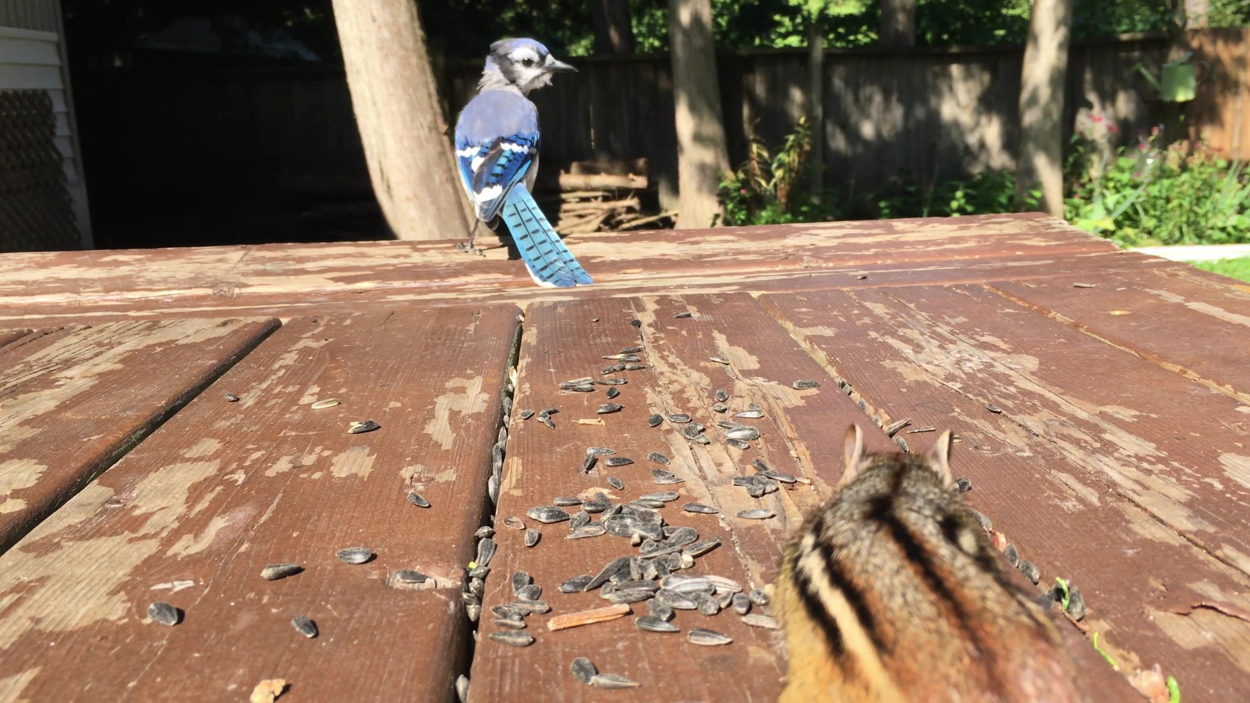 Cat TV, Long BlueJay Closeup Video (HIGH DETAIL)