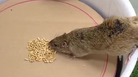 Awesome mousetrap ideas from plastic and cardboard bucket