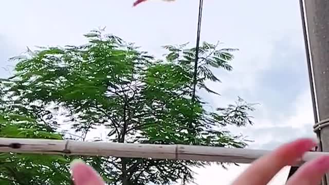 a cute pet flying for a hug ( sugar glider )