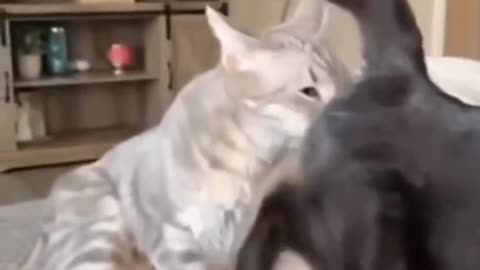 Funniest cat movement in 2023