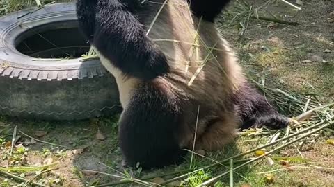 The giant panda