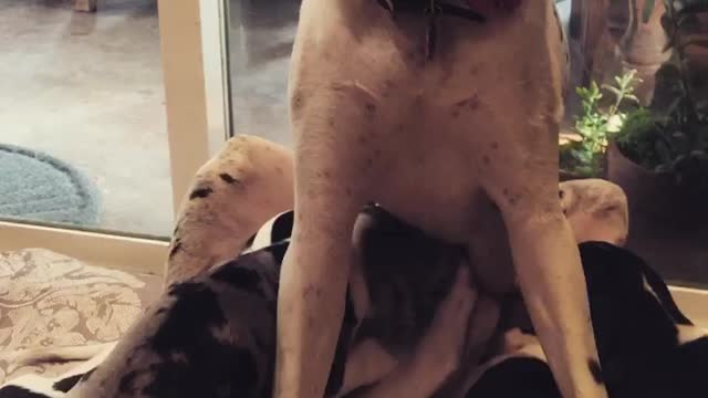 Blue Great Dane Dog Funny Videos 147 - The Great Dane Puppies Video - Great Dane Compilation