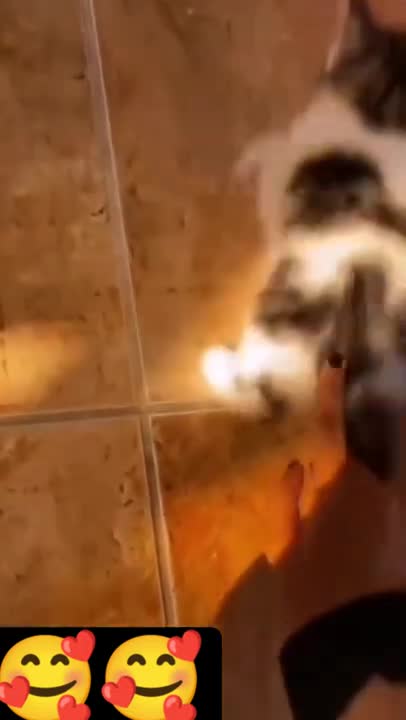 cute cat shorts❤#shorts #cat #cutecat #viral