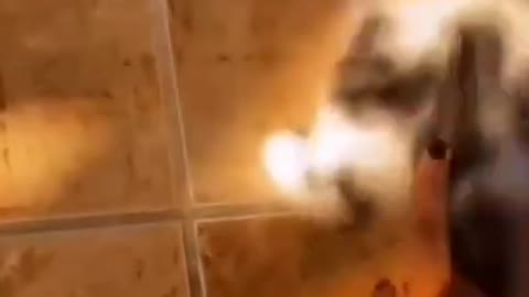 cute cat shorts❤#shorts #cat #cutecat #viral