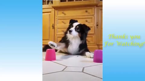 Funny Kids animals