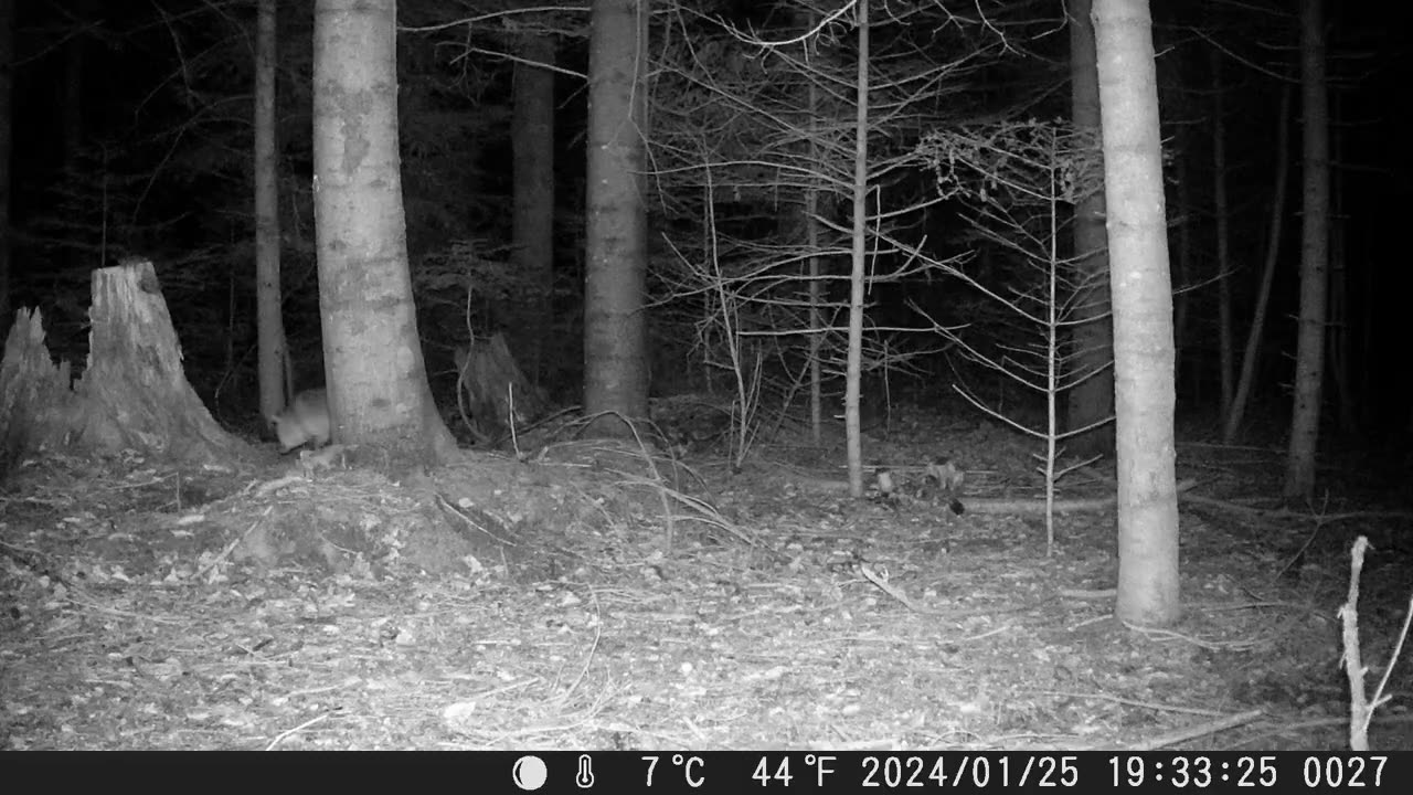 Healthy fox sniffing around - Gesunder Fuchs beim Schnüffeln