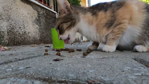 Bizarre tailed calico cat is very cute and friendly