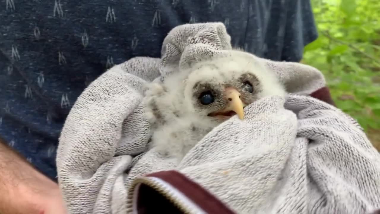 Juvenile Barred Owl fallen from its nest is held by wildlife rescue worker