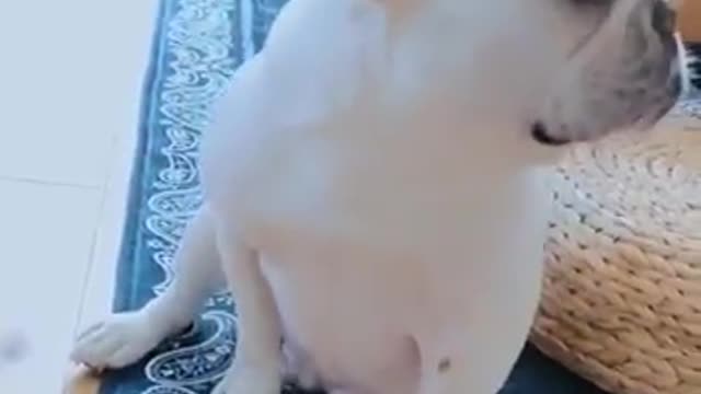 Will be surprised to see this dog's behavior Funny Pets