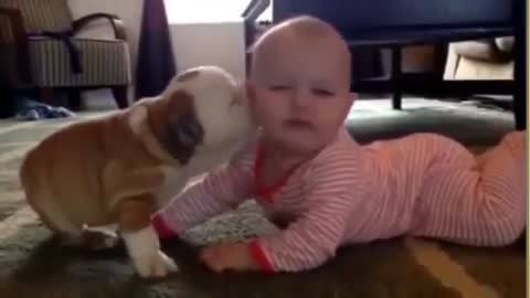 Dog sucking