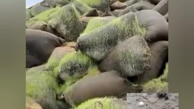 Flood in Pakistan