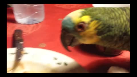 Shameless Parrot Tries to Steal Chicken Dish