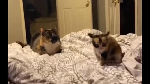 Funny Animal video-cats thrilled by movements