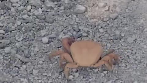 Crab amputates own limb amazing video