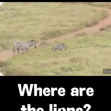 【Wild animals】 Lion vs zebra Can zebras escape? !