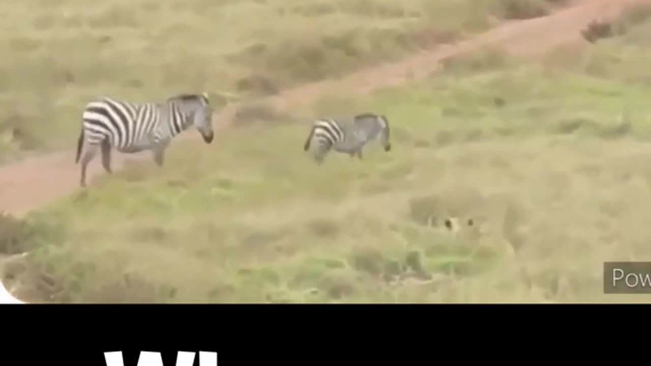 【Wild animals】 Lion vs zebra Can zebras escape? !