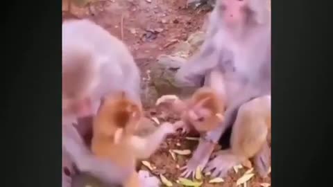 Laughter with Monkeys: Funniest Pranks, Tricks & Mischief Moments!