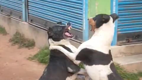 Dog Fighting Videos and dog Funny fighting entertainment dogs