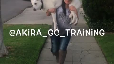 Akira white dog gets ride on girl owner's back