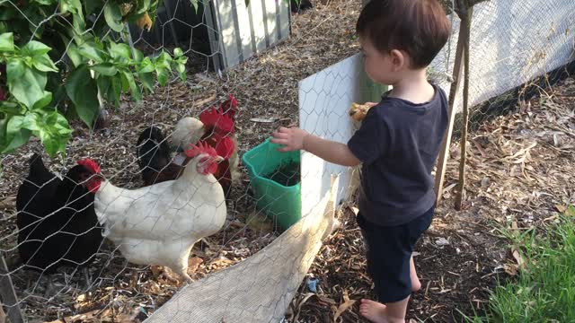 Chicken's best friend ever