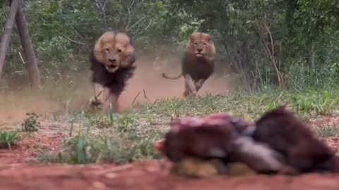 This is how a hungry loin hunts