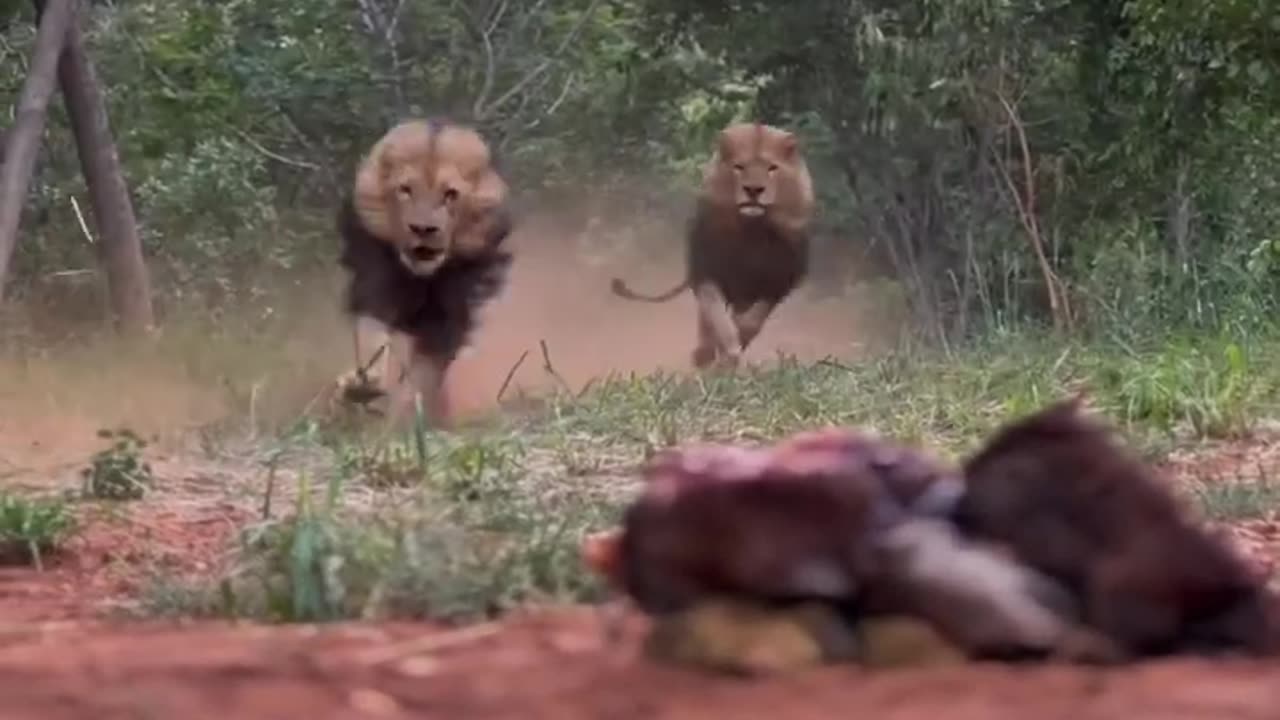 This is how a hungry loin hunts