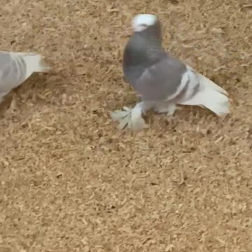 Saxon monk pigeons