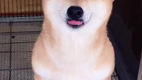 Shiba Inu loving you ^^ ❤️