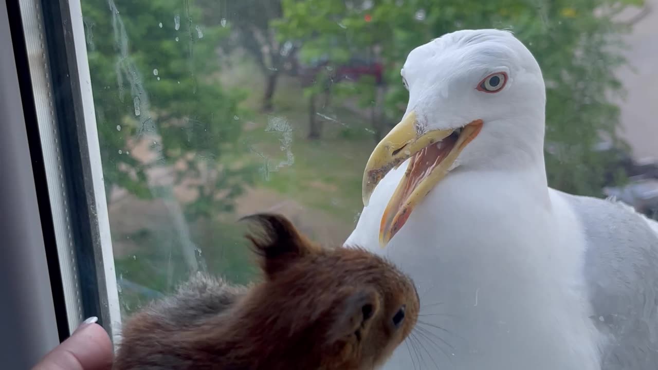 Baby Squirrel Startles Seagull Off Window Ledge