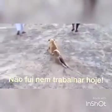 DOG CALLING CERTIFIED ok