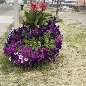 Fresh air and cute flowers