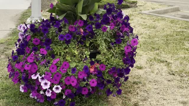 Fresh air and cute flowers