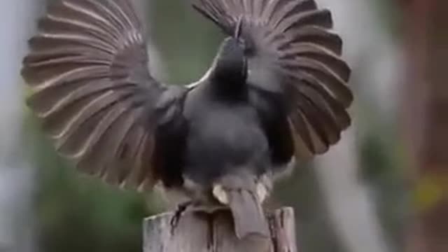 funny animals