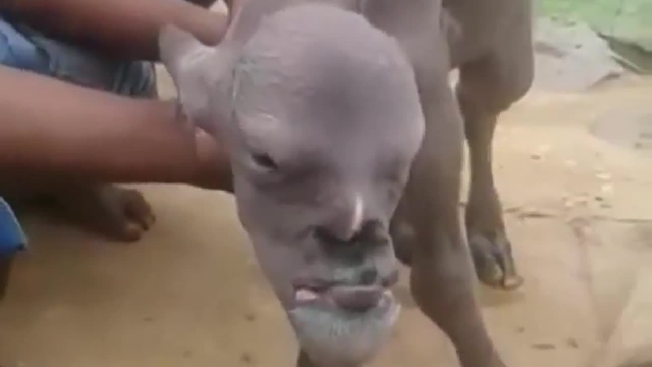 Human goat' with man's face_ Mutant animal terrifies whole village