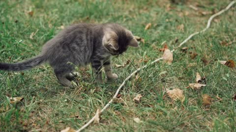 FUNNY KITTEN 🐈‍⬛ DOING FUNNY EXPRESSIONS 😊😊😊