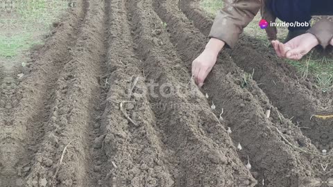 AI Video on foods that grow in Fall in Kansas