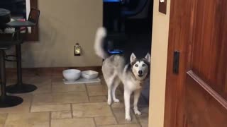 Singing Sasha
