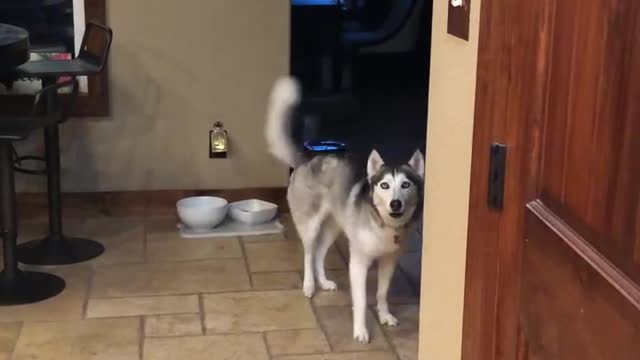 Singing Sasha