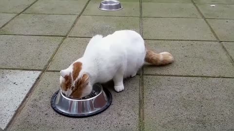 Hungry Stray Cat Is Afraid Of Me