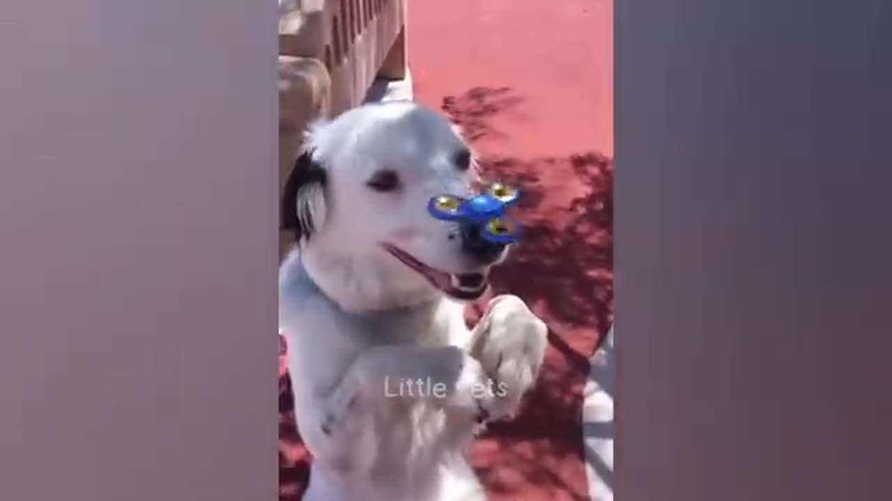 Funny dog video