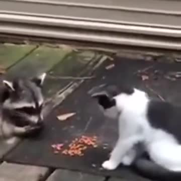 😂 The cat won't let the other one get any because it didn't come onto the porch with them. 😂