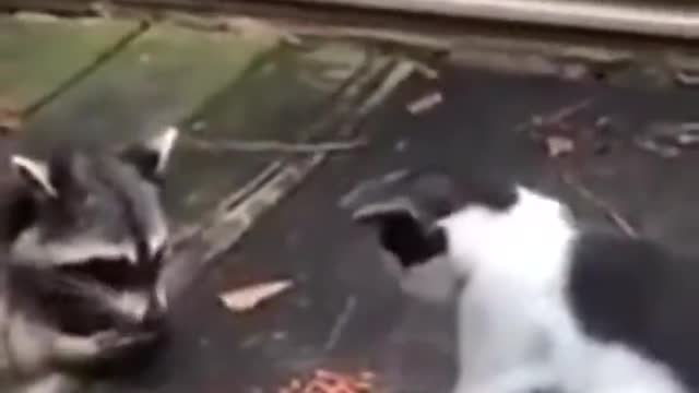 😂 The cat won't let the other one get any because it didn't come onto the porch with them. 😂