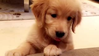 Puppy adorably wants favorite toy back