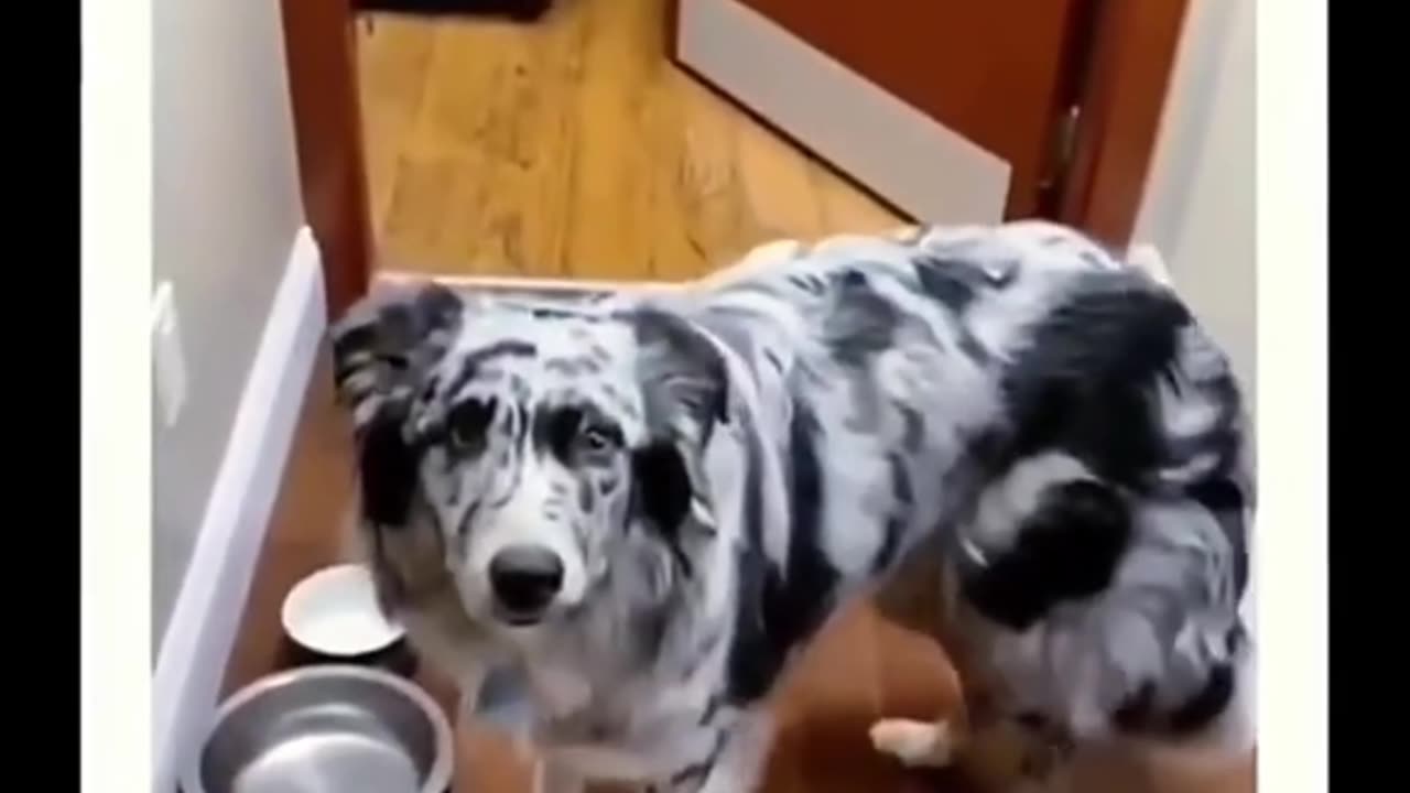 😂🐾 Funniest Animal Moments - You Won't Stop Laughing! Part-36