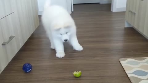 Samoyed has mind blown by lemon slice