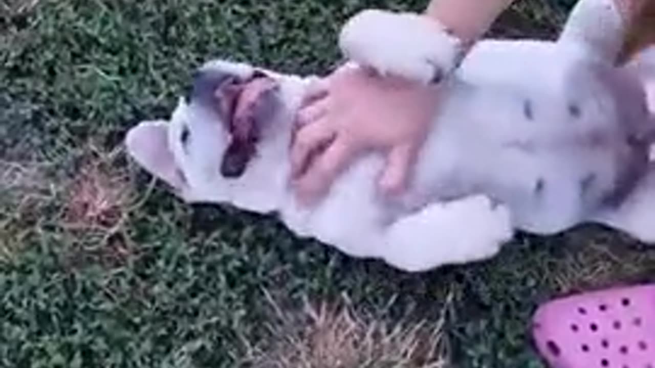 Funny dog